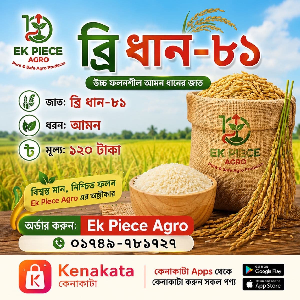 🌾 উচ্চ ফলনশীল আমন ধানের বীজ – ব্রি ধান-৮১ 🌾