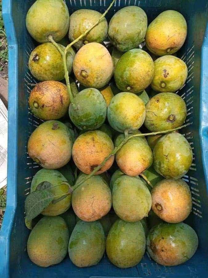 হিমসাগর আম