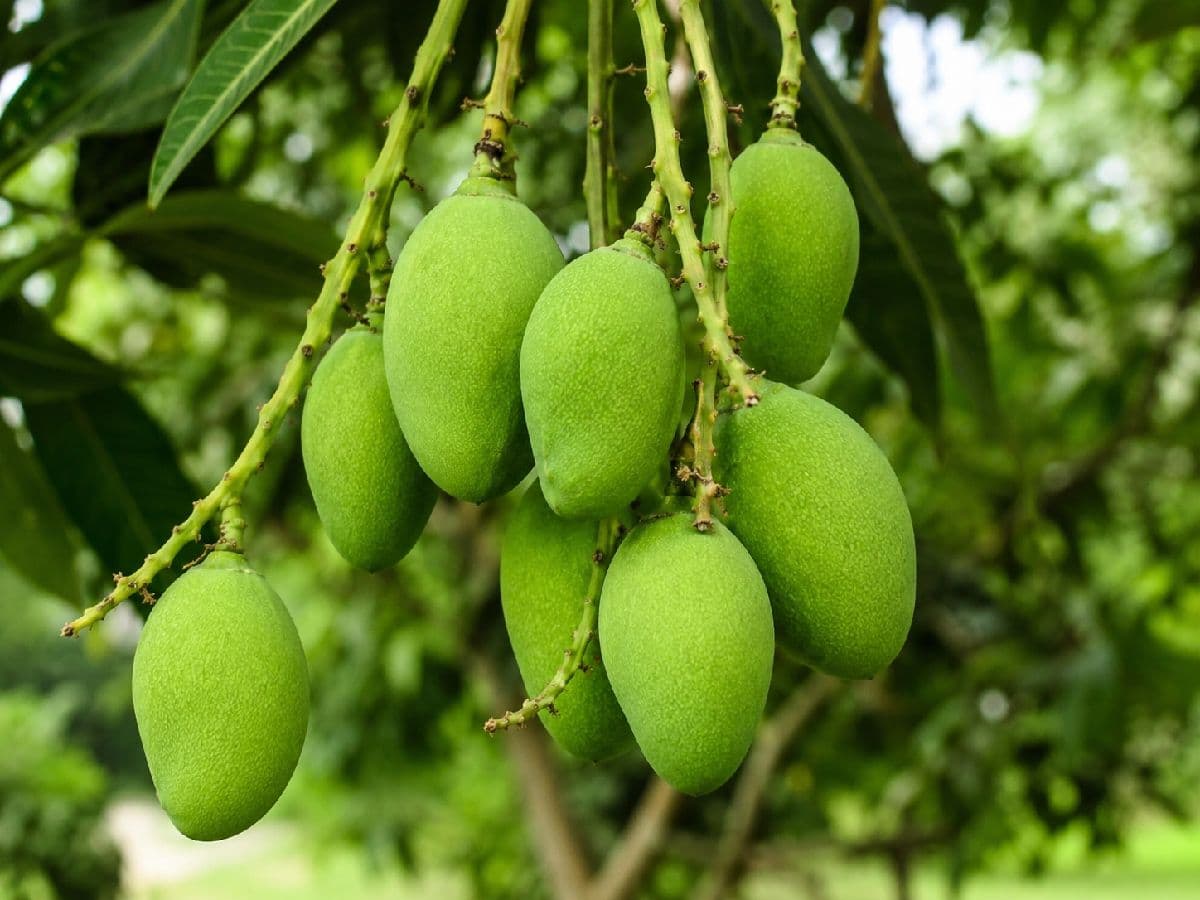 🥭 রাজশাহীর সুস্বাদু গুটি আম 🥭
