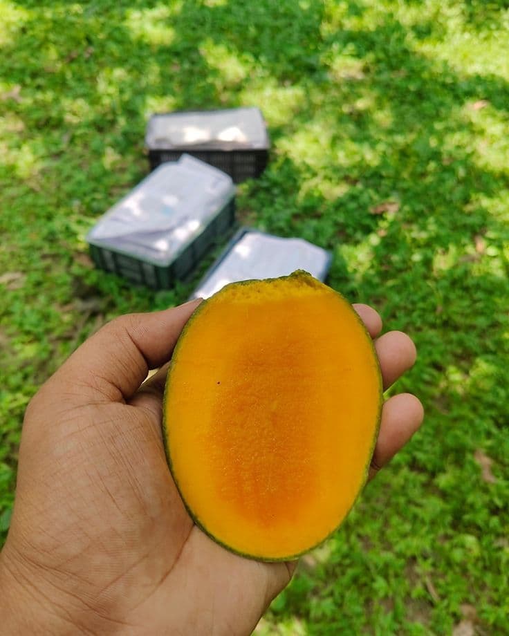রাজশাহীর জনপ্রিয় গোপালভোগ আম