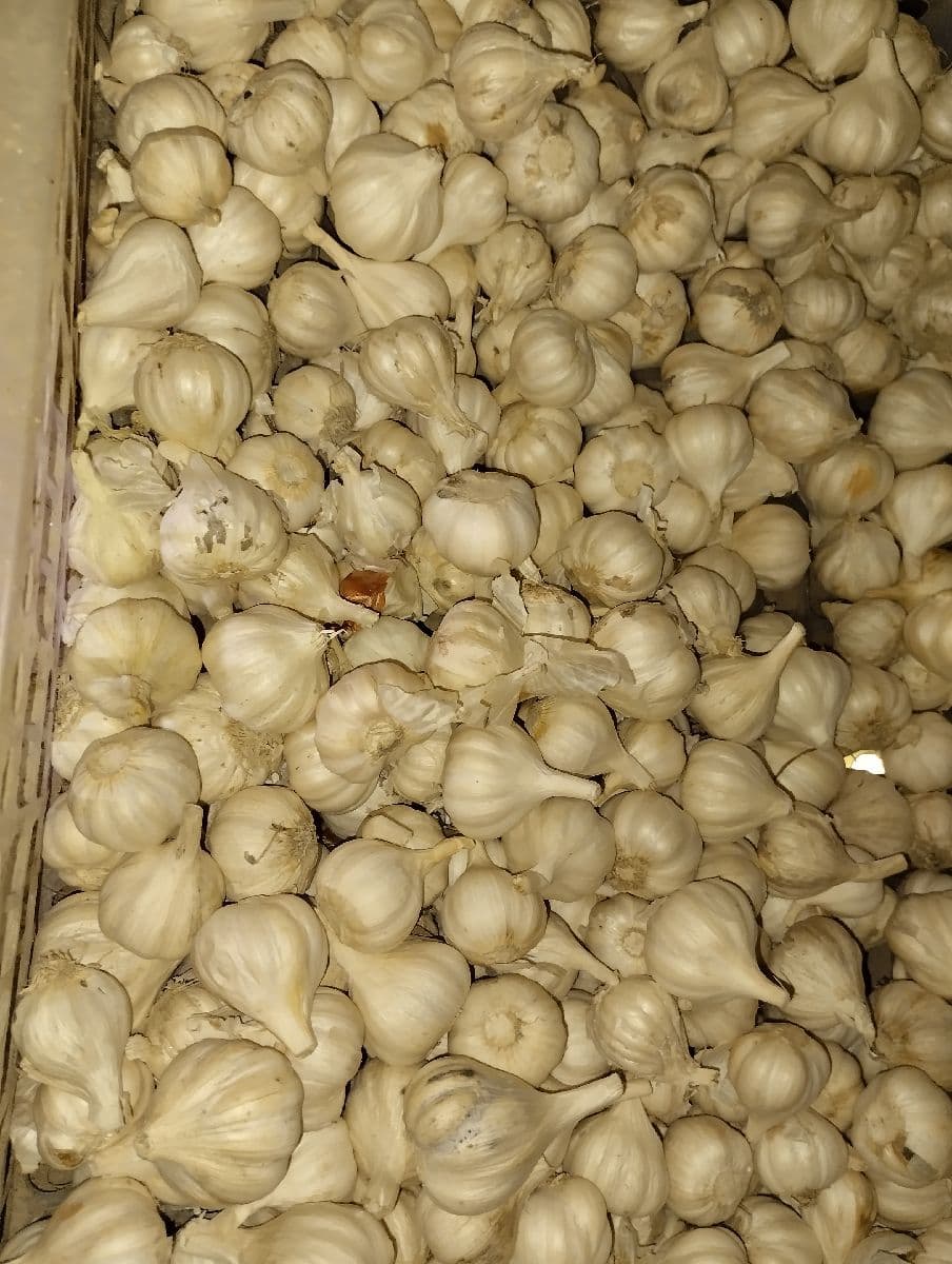 🧄 দেশি রসুন (Fresh Local Garlic)