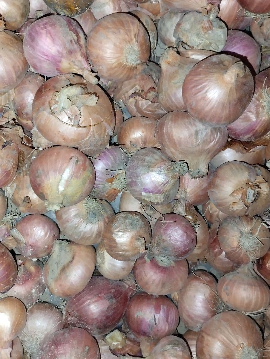 🧅 দেশি পেঁয়াজ (Local Onion)