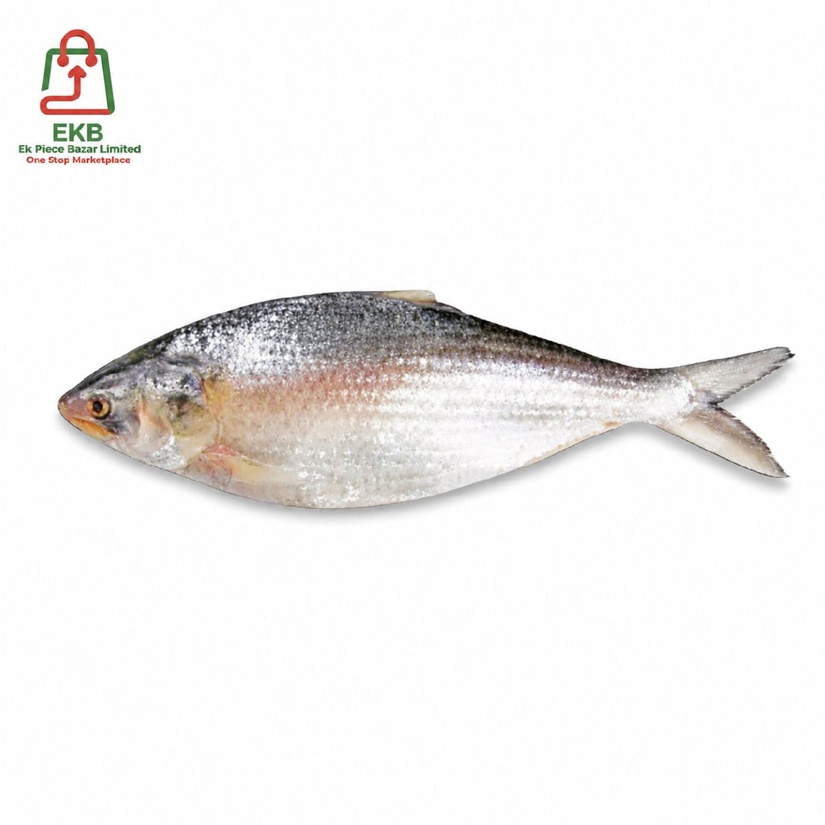 Hilsha Fresh Local Captured (300-399 gm)