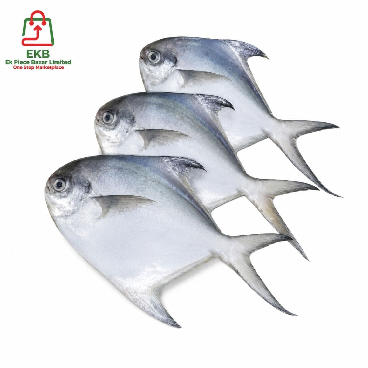 Rupchanda (Pomfret) Fresh Local Captured (8-10 Pcs/kg)