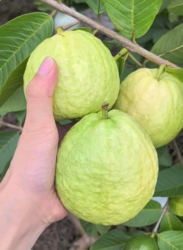 🍐 গ্রাম্য পণ্য – তাজা দেশি পেয়ারা 🍐