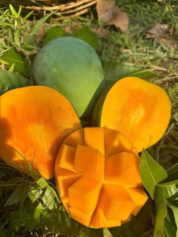খিরসাপাত /হিমসাগর