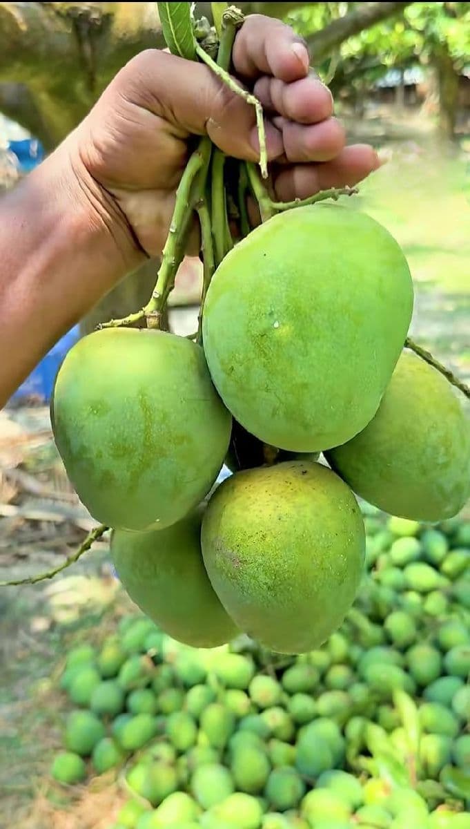 হিমসাগর আম