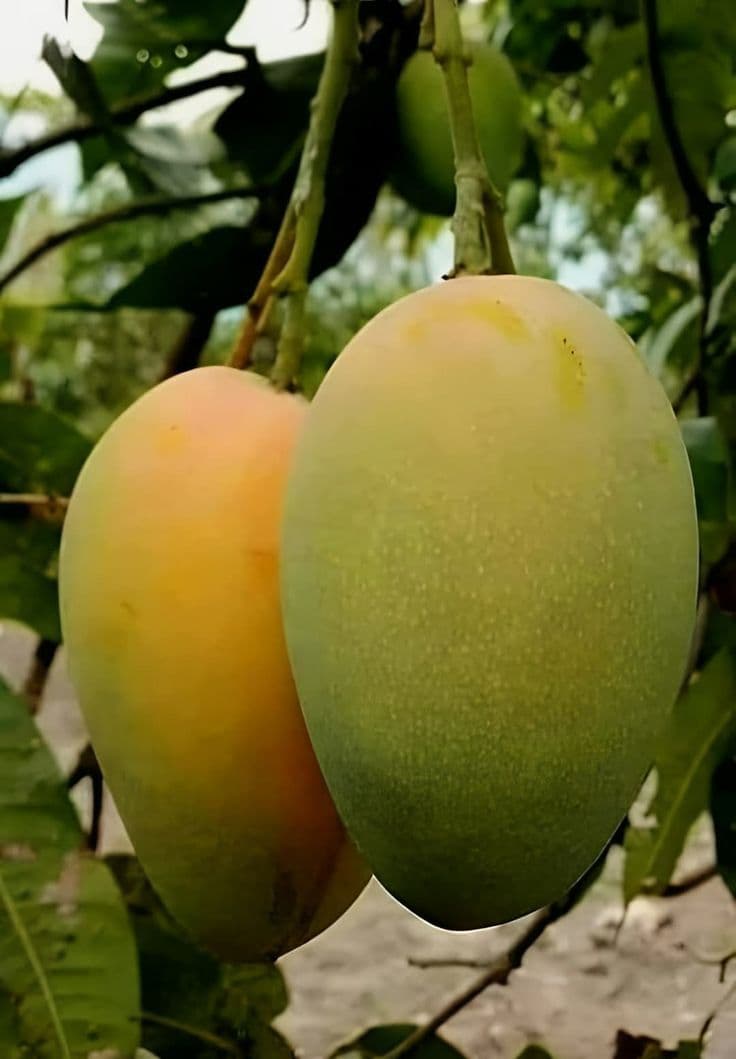 ল্যাংড়া আম
