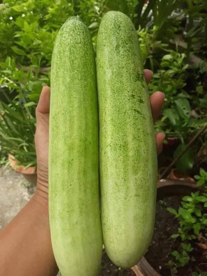 শসা