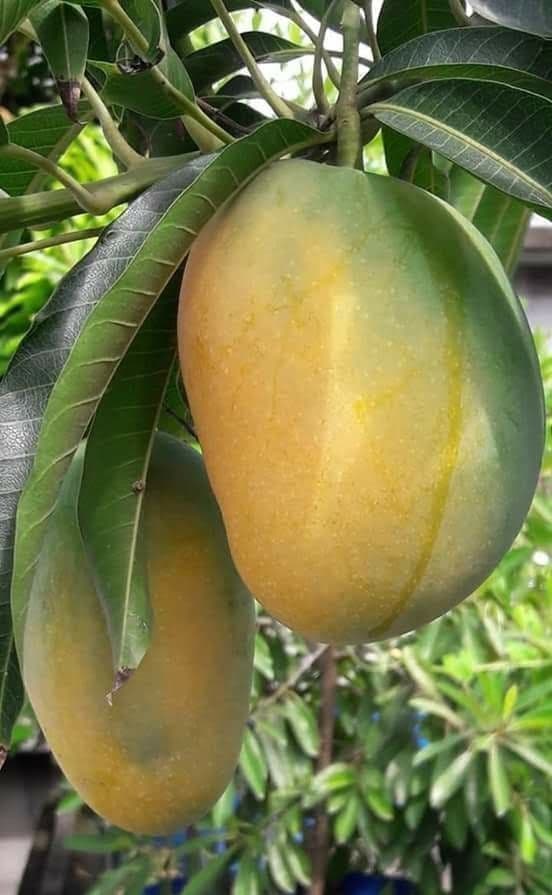 হিমসাগর আম