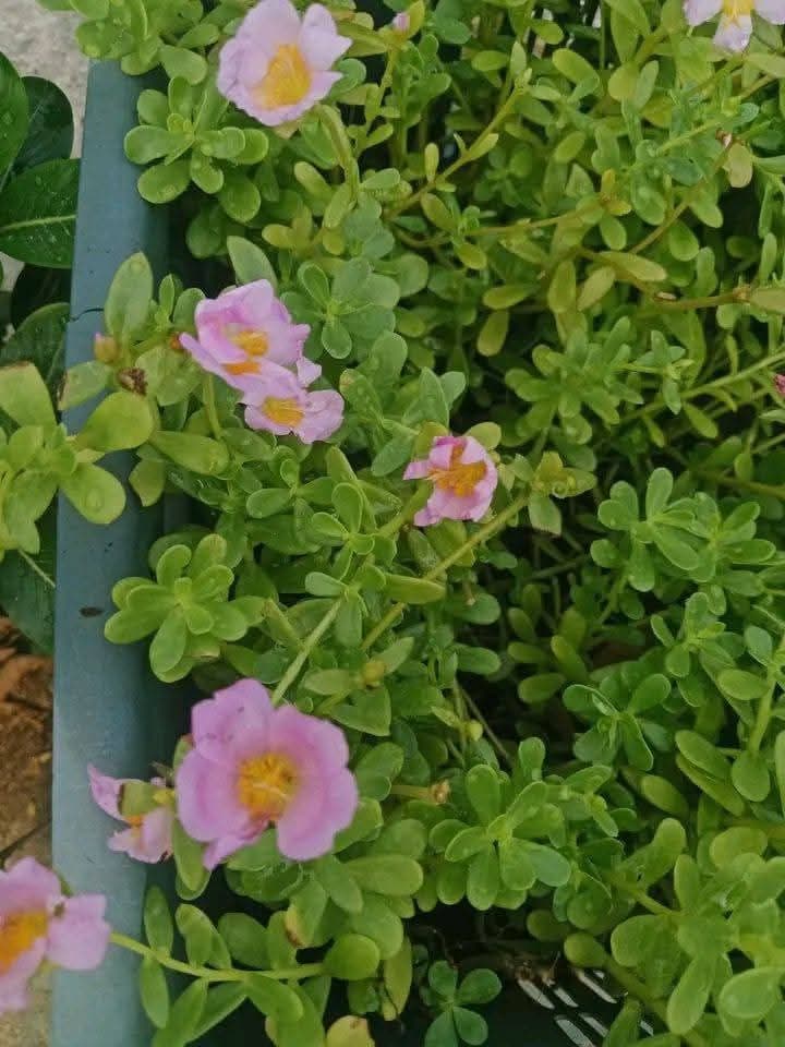 মোজাভে সিরিজ
