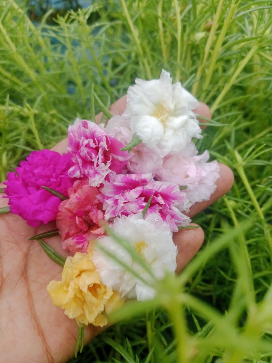পুট্তলিকা মোসরোজ