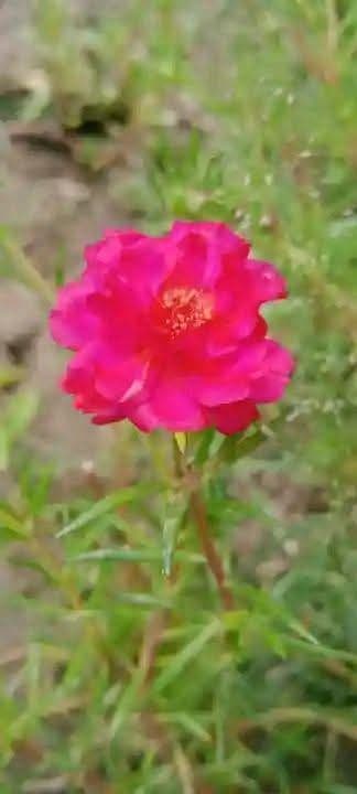 পর্তুলিকা মসরোজ টায়রা