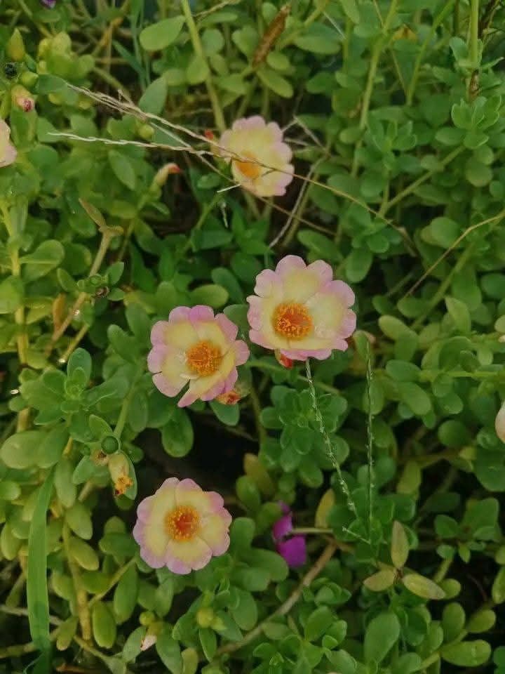 পুর্তলিকা