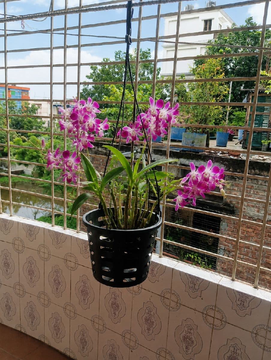 অর্কিড টব