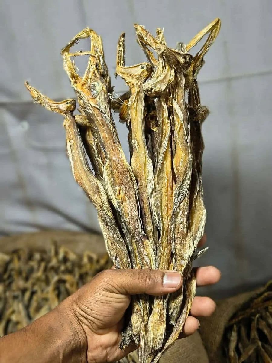 লইট্টা শুঁটকি – মাঝারি সাইজ দেশি