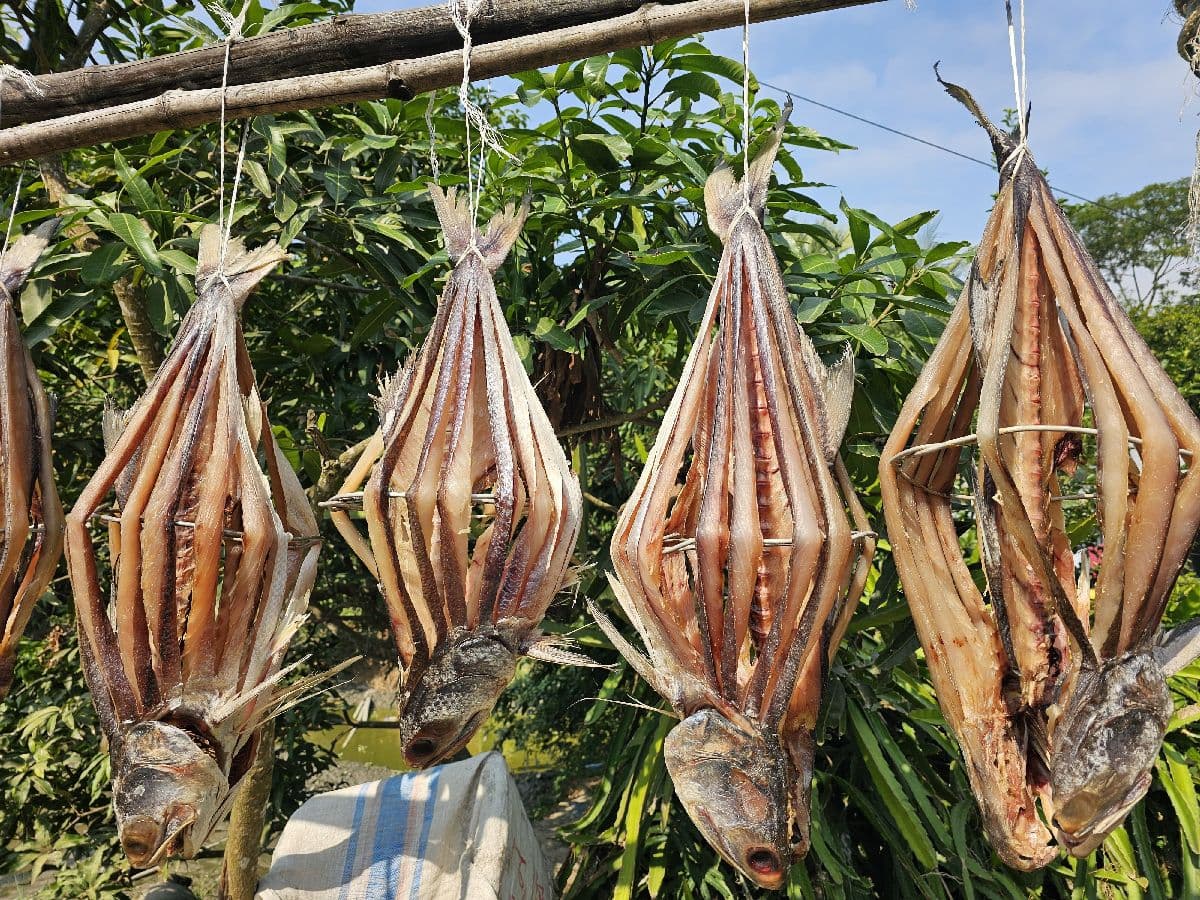 লাল কোরাল শুঁটকি