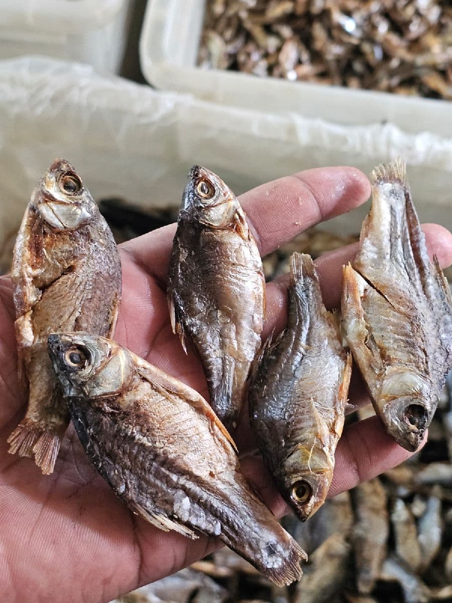 পুঁটি চ্যাপা – মাঝারি সাইজ